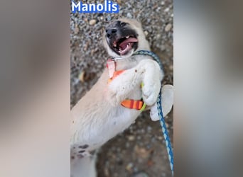 Manolis, 03/26 - Malinois Mix sucht verantwortungsvolle Menschen
