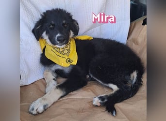 Mira, 03/26 - Malinois Mix sucht verantwortungsvolle Menschen