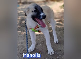 Manolis, 03/26 - Malinois Mix sucht verantwortungsvolle Menschen