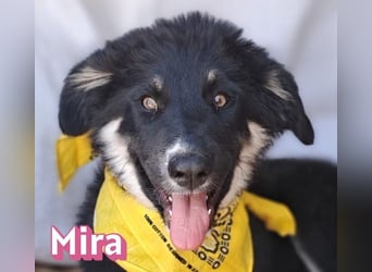 Mira, 03/26 - Malinois Mix sucht verantwortungsvolle Menschen