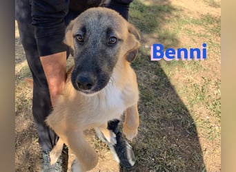 Pflegestelle gesucht: Benni - sportlich und verspielt