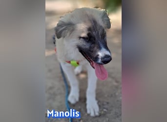 Manolis, 03/26 - Malinois Mix sucht verantwortungsvolle Menschen