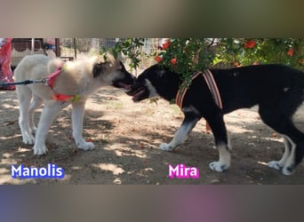 Manolis, 03/26 - Malinois Mix sucht verantwortungsvolle Menschen