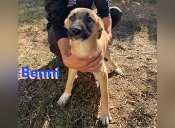 Pflegestelle gesucht: Benni - sportlich und verspielt