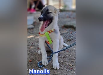 Manolis, 03/26 - Malinois Mix sucht verantwortungsvolle Menschen