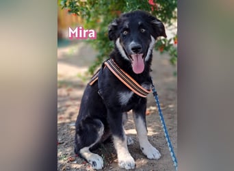 Mira, 03/26 - Malinois Mix sucht verantwortungsvolle Menschen
