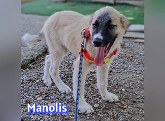 Manolis, 03/26 - Malinois Mix sucht verantwortungsvolle Menschen