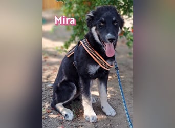 Mira, 03/26 - Malinois Mix sucht verantwortungsvolle Menschen