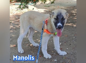 Manolis, 03/26 - Malinois Mix sucht verantwortungsvolle Menschen