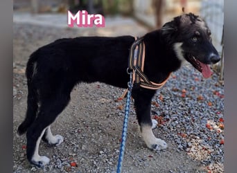 Mira, 03/26 - Malinois Mix sucht verantwortungsvolle Menschen