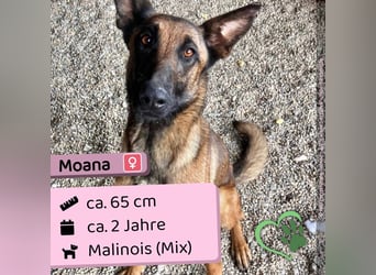 Moana