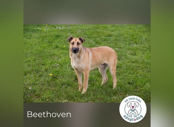 Beethoven: Ode an die Liebe