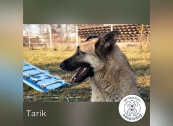 Tarik: sehnt sich nach Liebe