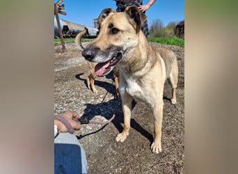 Beethoven: Ode an die Liebe