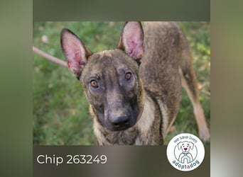 Chip 263249 sucht ein Zuhause