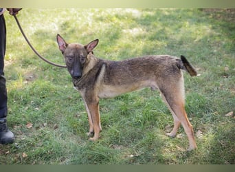 Chip 263249 sucht ein Zuhause