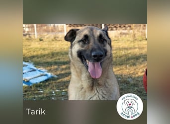 Tarik: sehnt sich nach Liebe