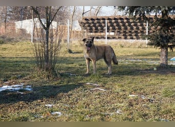 Tarik: sehnt sich nach Liebe