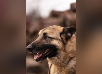 Tarik: sehnt sich nach Liebe