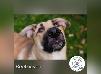 Beethoven: Ode an die Liebe