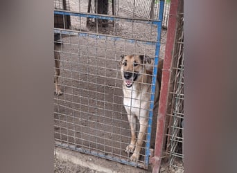 Beethoven: Ode an die Liebe