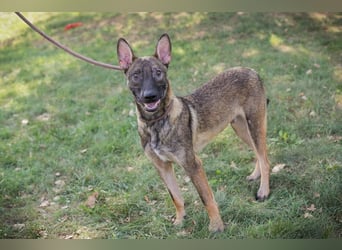 Chip 263249 sucht ein Zuhause