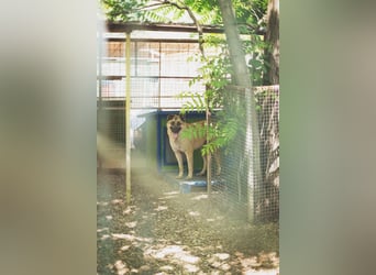 Tarik: sehnt sich nach Liebe