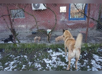 Tarik: sehnt sich nach Liebe