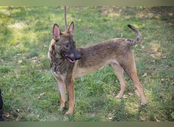 Chip 263249 sucht ein Zuhause