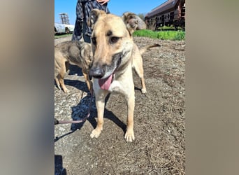 Beethoven: Ode an die Liebe