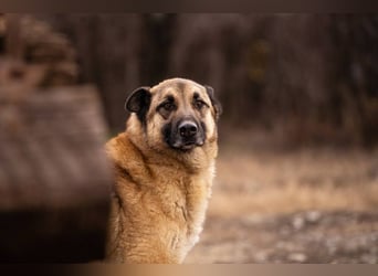 Tarik: sehnt sich nach Liebe