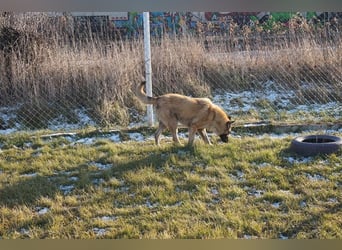 Tarik: sehnt sich nach Liebe