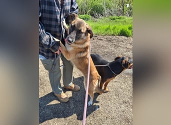 Beethoven: Ode an die Liebe