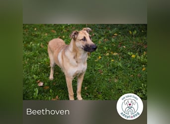 Beethoven: Ode an die Liebe