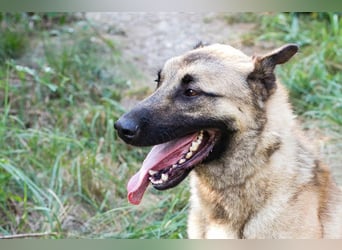 Tarik: sehnt sich nach Liebe