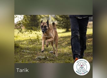 Tarik: sehnt sich nach Liebe