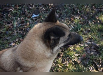 Tarik: sehnt sich nach Liebe