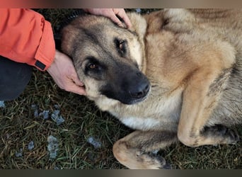 Tarik: sehnt sich nach Liebe