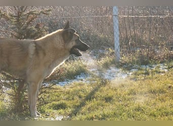 Tarik: sehnt sich nach Liebe
