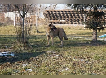Tarik: sehnt sich nach Liebe