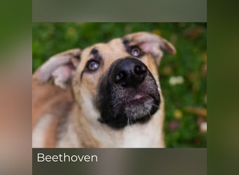 Beethoven: Ode an die Liebe