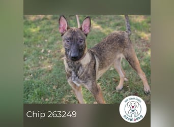 Chip 263249 sucht ein Zuhause