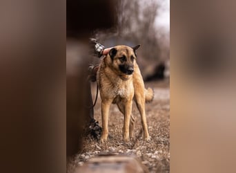 Tarik: sehnt sich nach Liebe