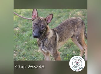 Chip 263249 sucht ein Zuhause