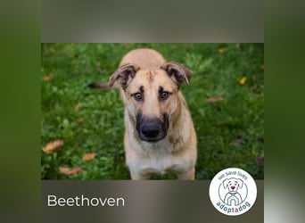 Beethoven: Ode an die Liebe