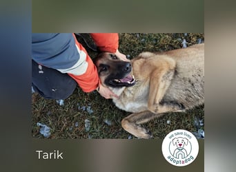 Tarik: sehnt sich nach Liebe