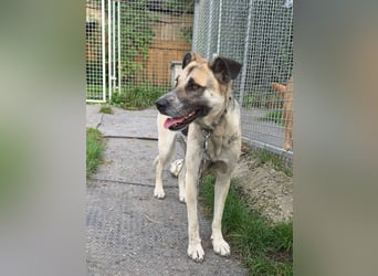 Notfall Malinois-Tornjak Mischlings-Hündin Sofia sucht dringend ein Zuhause