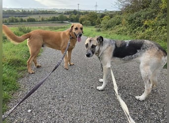 Notfall Malinois-Tornjak Mischlings-Hündin Sofia sucht dringend ein Zuhause