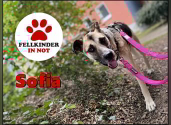 Notfall Malinois-Tornjak Mischlings-Hündin Sofia sucht dringend ein Zuhause
