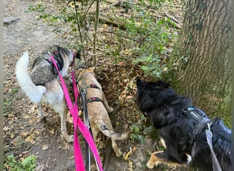 Notfall Malinois-Tornjak Mischlings-Hündin Sofia sucht dringend ein Zuhause